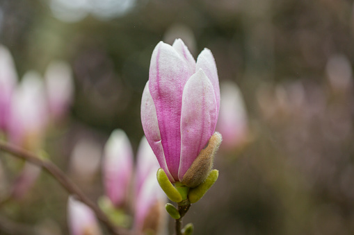 a large Bud of pink Magnolia grows on a tree on a spring day in a garden in Europe . rosebud and large green leaves on the background of the house