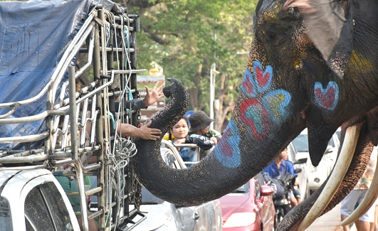 Ayutthaya Thailand April 14, 2024 : elephant splashing water between tourist in Songkarn festival