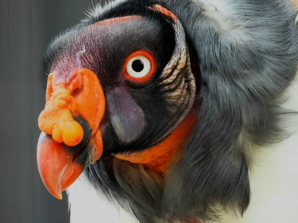 istock Close up with the magnificent king vulture 2148606506