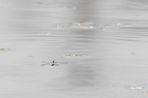 Skater insect in a pond.