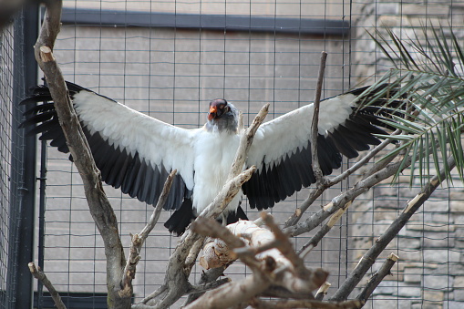 All hail this king vulture and his majestic wing span! White, black and gray feathers.