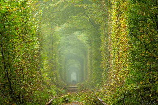 Summer day in the Rivne region of Ukraine. Tunnel of love in Klevan. Dense deciduous forest and distant silhouette of a couple