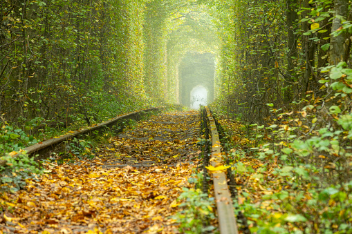 Summer Ukraine. Tunnel of love in Rovenskaya region. Railway in dense deciduous forest. View from rail level