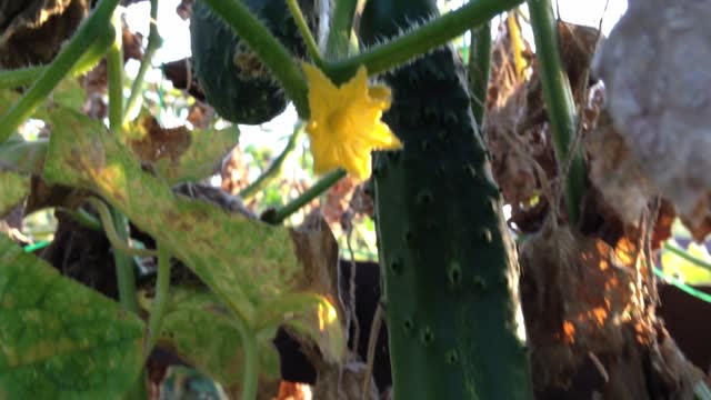 A cucumber plant with a leaf that is green and has spots on it