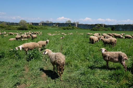 Image shows a herd of sheep in a meadow, in the background are the ruins of the once-thriving city of Nicopolis