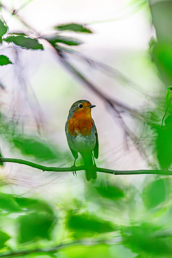 European Robin or Erithacus rubecula standing calmly on tree branch among green foliage, orange breast and gray feathers, blurred foreground and background