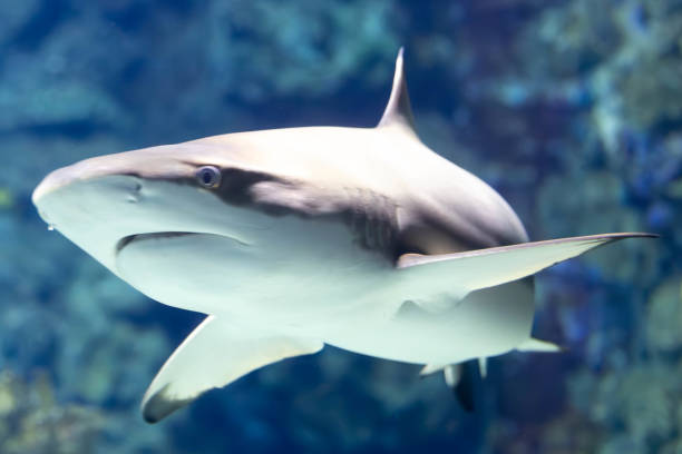 istock Gray shark swimming calmly with a blurred blue background 2148607725