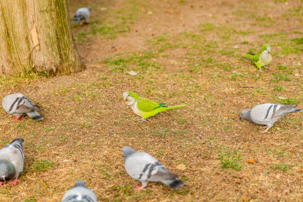 Green parrot in focus, standing on sparse grass surrounded by pigeons and another budgie out of focus, eating grains on ground, public park in Barcelona, Spain