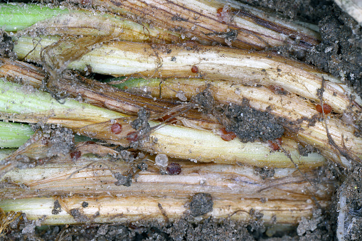 Symptoms of Typhula blight (commonly called gray snow mold or speckled snow mold) on winter barley.  Sclerotia of Typhula incarnata, ishikariensis.