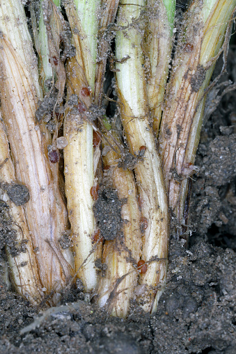 Symptoms of Typhula blight (commonly called gray snow mold or speckled snow mold) on winter barley.  Sclerotia of Typhula incarnata, ishikariensis.