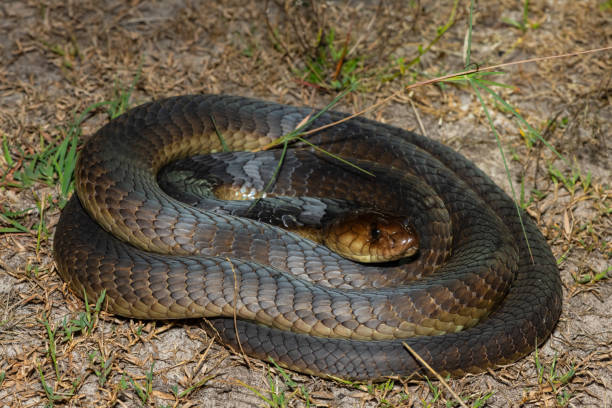 istock Anchieta’s Cobra (Naja anchietae), also called the Angolan Cobra 2148609525