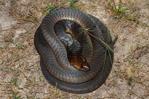 Closeup of a deadly adult Anchieta’s Cobra (Naja anchietae) in the wild