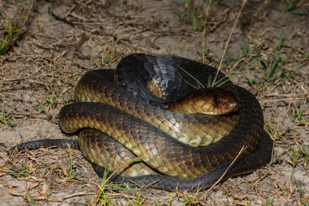 istock Anchieta’s Cobra (Naja anchietae), also called the Angolan Cobra 2148609685