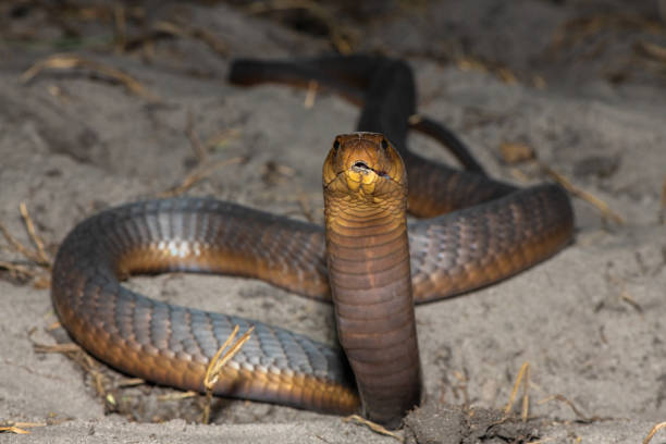 istock Anchieta’s Cobra (Naja anchietae), also called the Angolan Cobra 2148609898