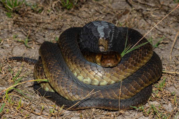 istock Anchieta’s Cobra (Naja anchietae), also called the Angolan Cobra 2148610035