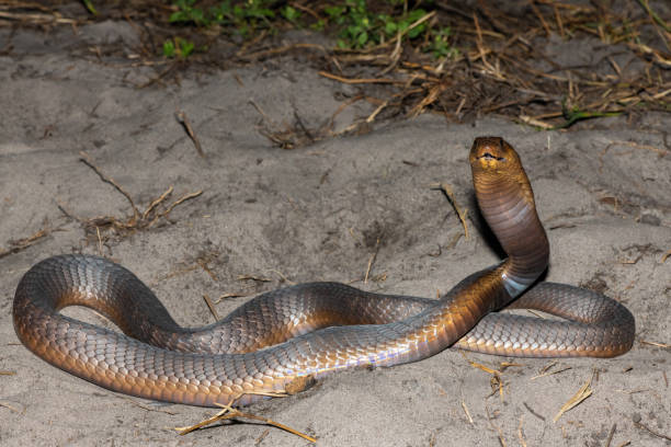 istock Anchieta’s Cobra (Naja anchietae), also called the Angolan Cobra 2148610037