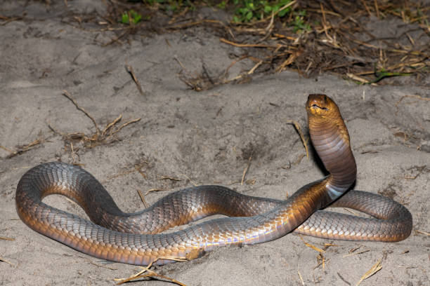 istock Anchieta’s Cobra (Naja anchietae), also called the Angolan Cobra 2148610219