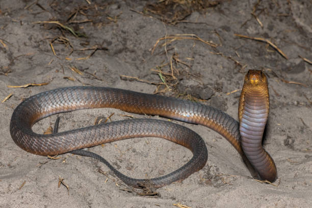 istock Anchieta’s Cobra (Naja anchietae), also called the Angolan Cobra 2148610224