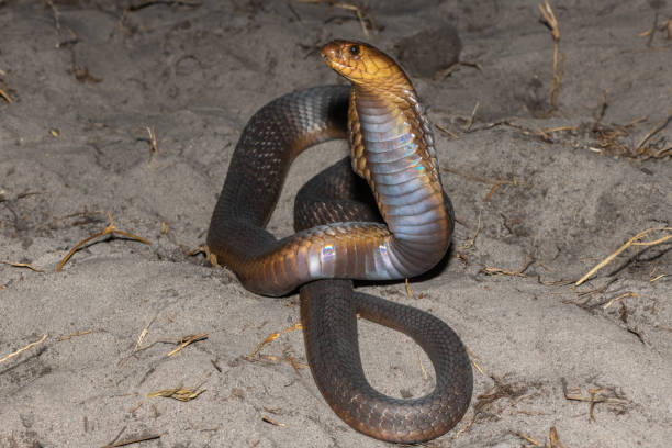 istock Anchieta’s Cobra (Naja anchietae), also called the Angolan Cobra 2148610225