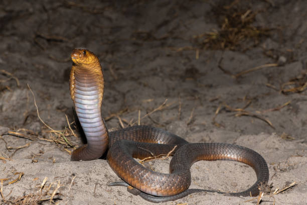 istock Anchieta’s Cobra (Naja anchietae), also called the Angolan Cobra 2148610386