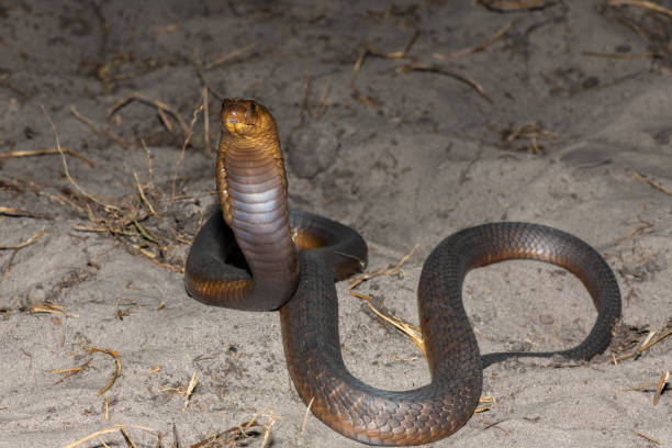 istock Anchieta’s Cobra (Naja anchietae), also called the Angolan Cobra 2148610387