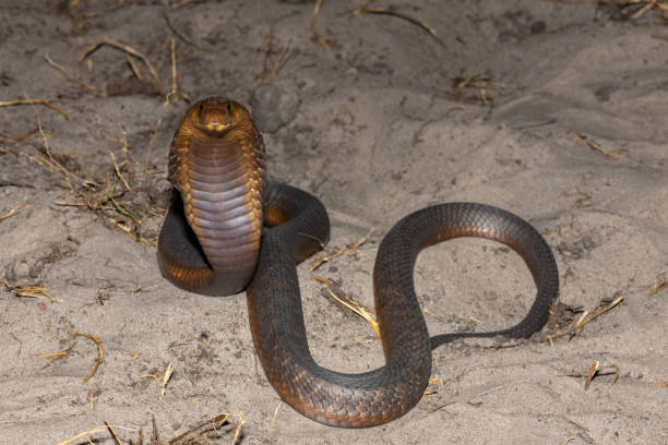 istock Anchieta’s Cobra (Naja anchietae), also called the Angolan Cobra 2148610388