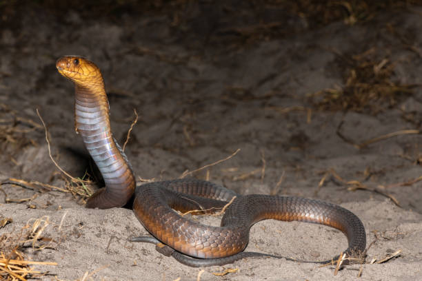 istock Anchieta’s Cobra (Naja anchietae), also called the Angolan Cobra 2148610390