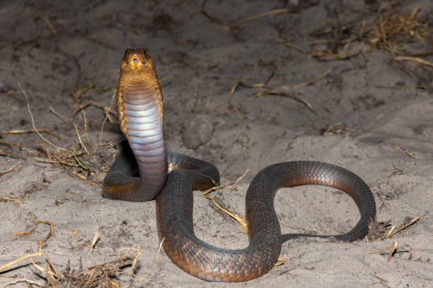istock Anchieta’s Cobra (Naja anchietae), also called the Angolan Cobra 2148610391