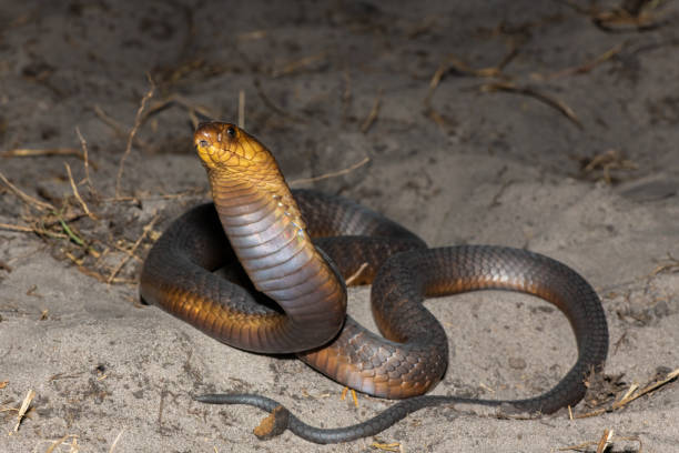 istock Anchieta’s Cobra (Naja anchietae), also called the Angolan Cobra 2148610522