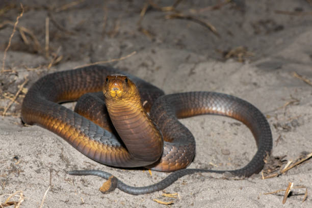 istock Anchieta’s Cobra (Naja anchietae), also called the Angolan Cobra 2148610559