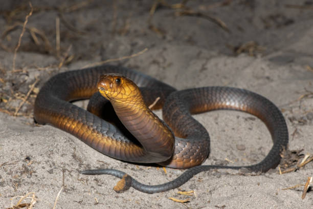 istock Anchieta’s Cobra (Naja anchietae), also called the Angolan Cobra 2148610562