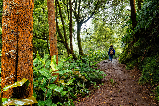 Rear view of woman hiking in the Natural Park of Ribeira dos Caldeiroes in Azores, Sao Miguel Island. Travel adventure in a tropical landscape