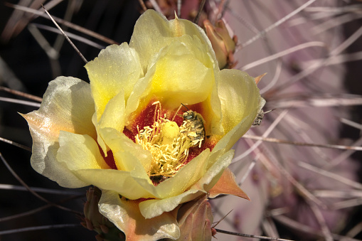 A Cactus Bloom after the summer rains