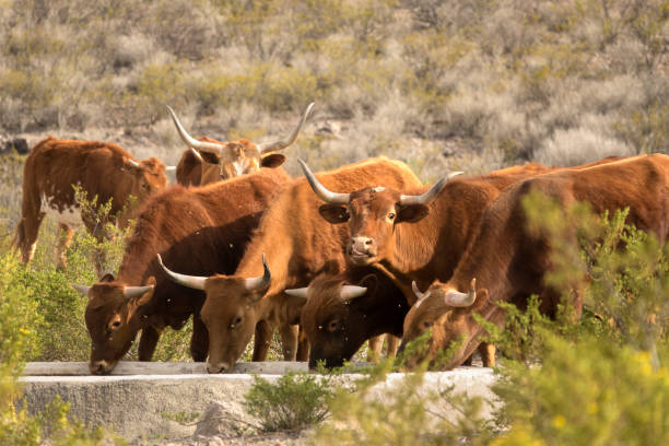 Watusi, Sigean African reserve, Aude