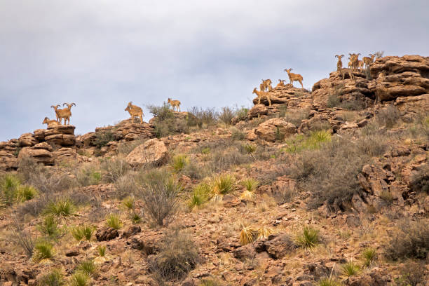 Aoudads, also known as Barbary sheep stand in the Chihuahuan Desert just outside Big Bend Ranch State Park. Originally from North Africa were introduced to Texas in the 1950s as exotic game and are now all over West Texas as a invasive species displacing native desert bighorn.