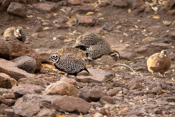 A view of common quail birds foraging for food on the ground of a local farm in Gilroy, California.