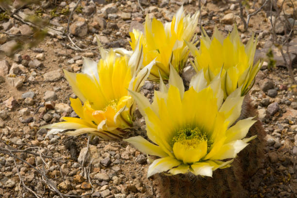 Colorful rainbow cactus bloom in the volcanic soil of the Chihuahuan Desert in Big Bend Ranch State Park in west Texas.