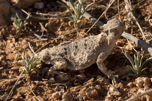 North of Roswell New Mexico, a round-tailed horned lizard suns himself on a chilly morning in the Chihuahuan Desert.