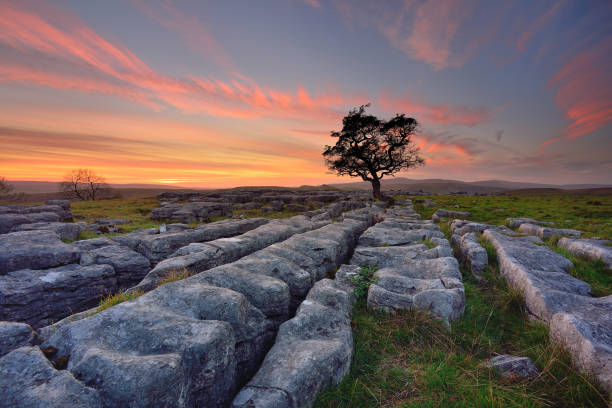istock Lone tree at sunset, Yorkshire Dales National Park, UK 2148612038
