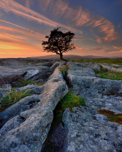 istock Lone tree at sunset, Yorkshire Dales National Park, UK 2148612042