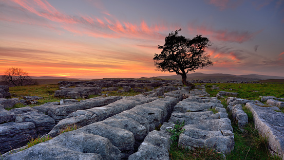 The distinctive lone hawthorn tree at Winskill Stones, clinging to the limestone pavement at sunset.
