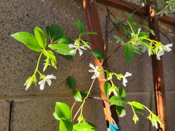istock Closeup of Star Jasmine on Trellis 2148612414