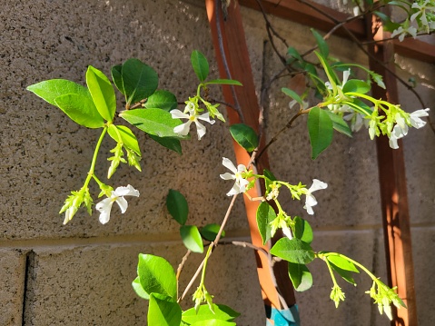 White fragrant flower of star jasmine, Trachelospermum jasminoides, on wooden trellis in spring