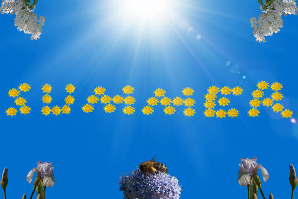 Summer background in sunny holiday mood summer natural photos