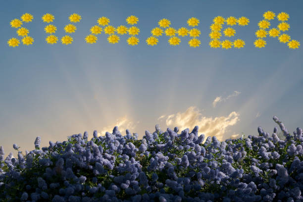Summer background in sunny holiday mood summer natural photos