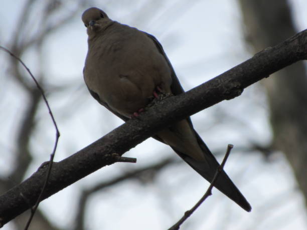 istock Pair of Morning Doves 2148612799