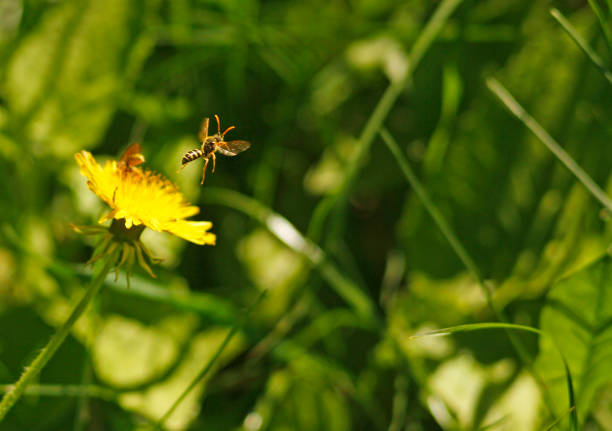 A Common Wasp (Vespula vulgaris) flying from a dandelion flower.