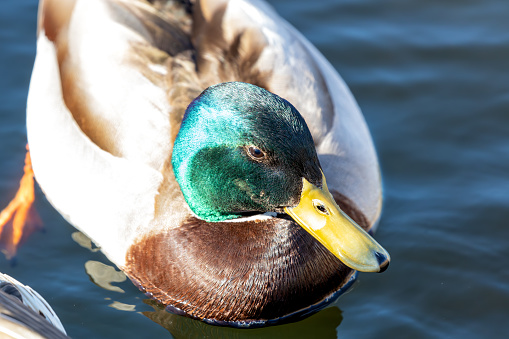 Male Mallard with a glossy green head, white collar, and brown chest, preens by a pond in Dublin.