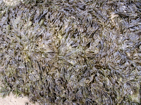 Matted bed of marine algae
