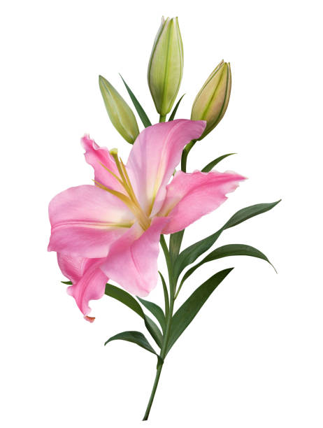 istock Pink lily flower bouquet isolated on white background 2148614136
